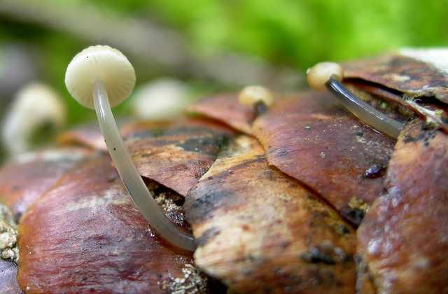 Una peziza nel sacco e altre specie primaverili